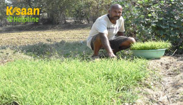 छत्तीसगढ़ के ग्रीष्मकालीन धान का विरोधाभास: उच्च उपज वाला लेकिन जल-गहन